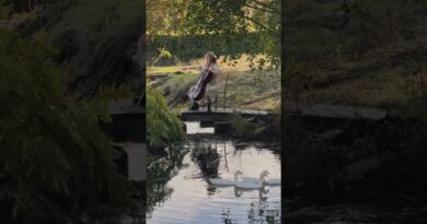 When we brought a #cellist to a farmhouse… 🦢